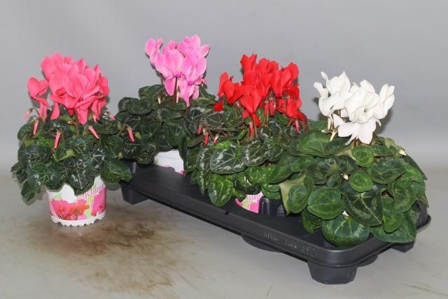 <h4>CYCL GR SUP XL</h4>