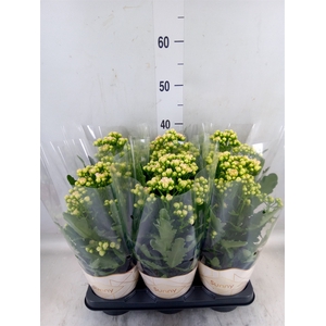 Kalanchoe  'MoreFlow Sunny Pink'