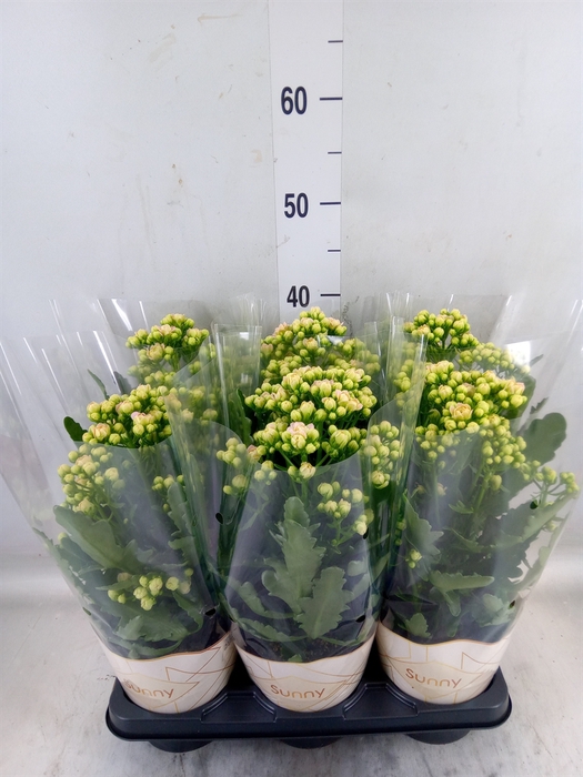 <h4>Kalanchoe  'MoreFlow Sunny Pink'</h4>