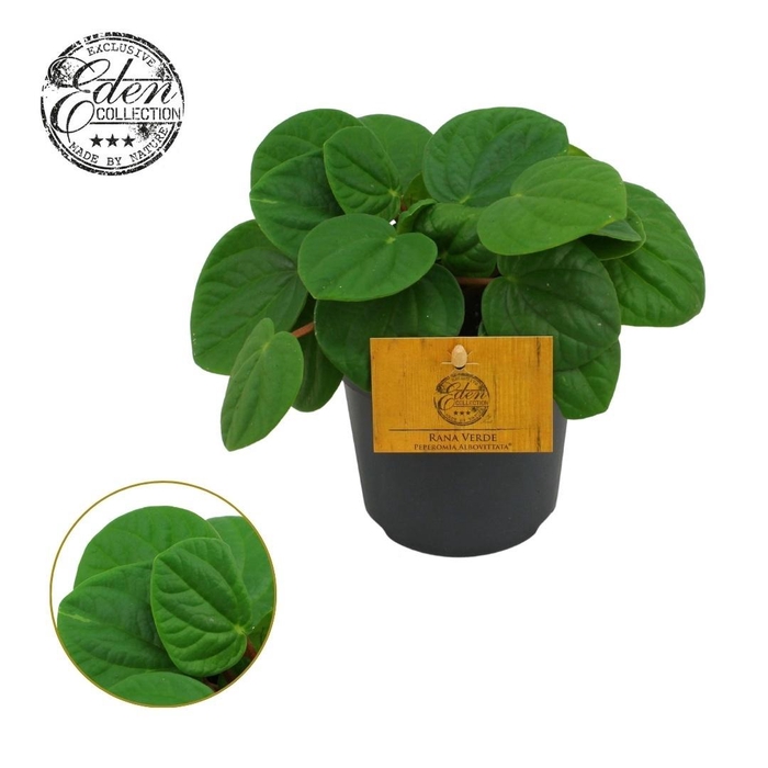 <h4>Peperomia Rana Verde 10,5cm</h4>