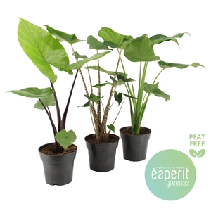 Alocasia Mix 2-3 srt.