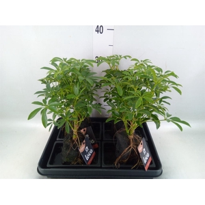 Arr.   Kamerplant Groen H%
