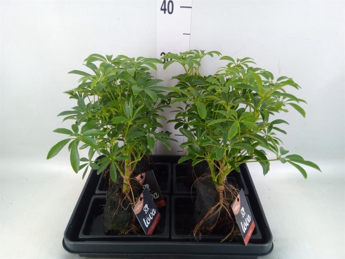 <h4>Arr.   Kamerplant Groen H%</h4>