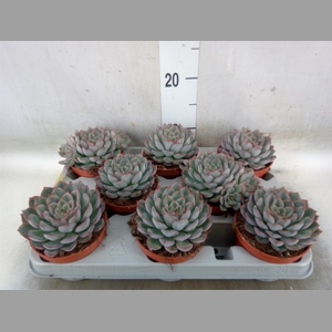 Echeveria  'Hercules'