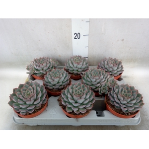 Echeveria  'Hercules'