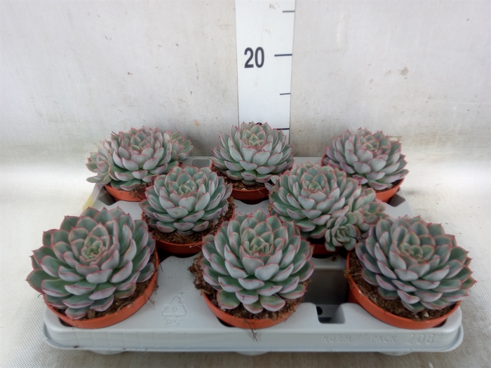 <h4>Echeveria  'Hercules'</h4>