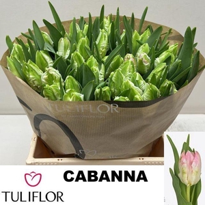 TU PA CABANNA