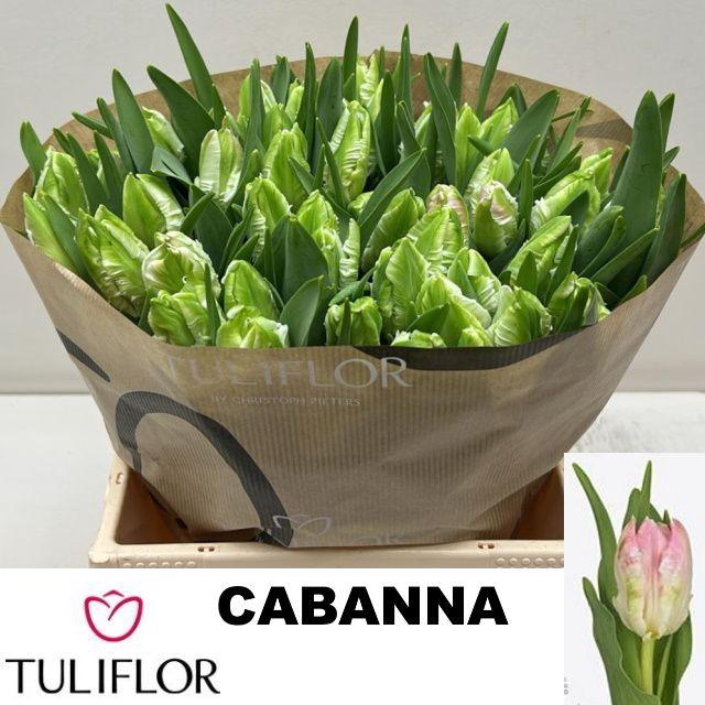<h4>TU PA CABANNA</h4>