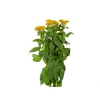 CELOSIA ARGENTEA CRISTATA NEO GOLD 060 CM
