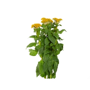 CELOSIA ARGENTEA CCELOSIA ARGENTEA CRISTATA NEO GOLD 060 CMRISTATA NEO GOLD 060 CM