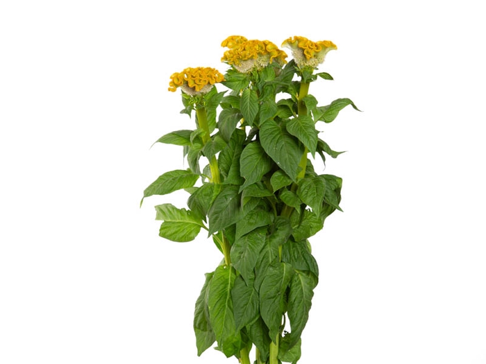 CELOSIA ARGENTEA CRISTATA NEO GOLD 060 CM
