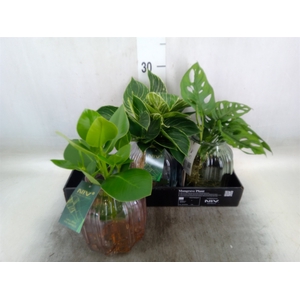 Planten  ..mix