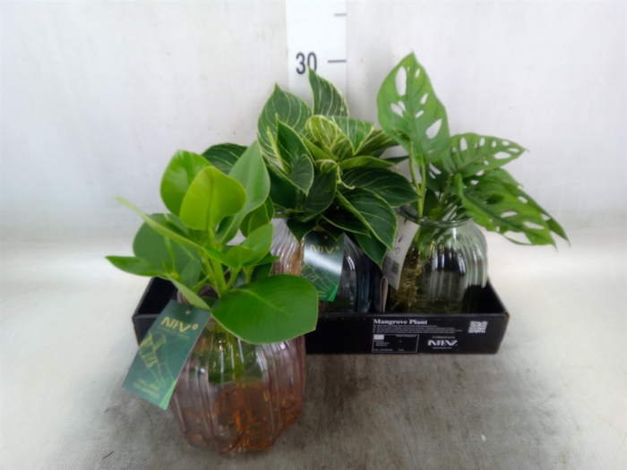 <h4>Planten  ..mix</h4>
