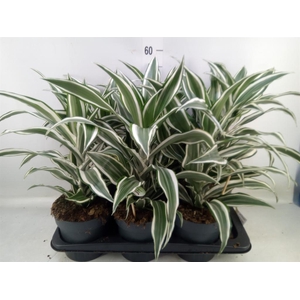 Dracaena frag. 'White Jewel'