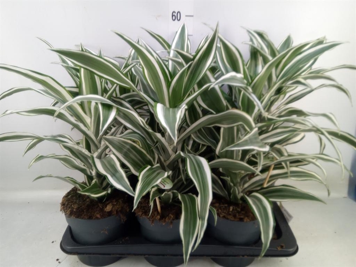 <h4>Dracaena frag. 'White Jewel'</h4>