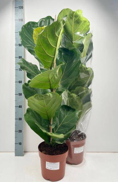 <h4>FICUS LYRATA</h4>