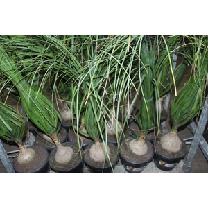 BEAUCARNEA P24