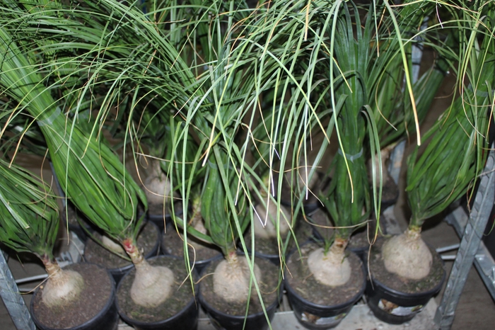 <h4>BEAUCARNEA P24</h4>