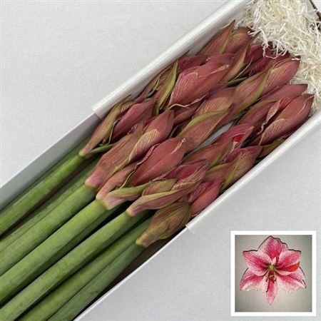 <h4>Hipp Ga Gervase</h4>