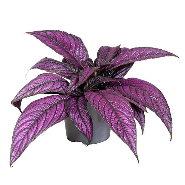 <h4>Strobilanthes dyeriana</h4>