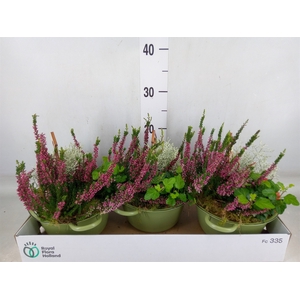 Arr.   Tuinplanten L%