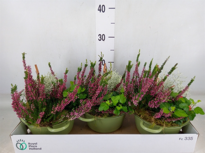 <h4>Arr.   Tuinplanten L%</h4>