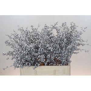 Ilex Painted Silver