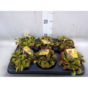 Dionaea muscipula