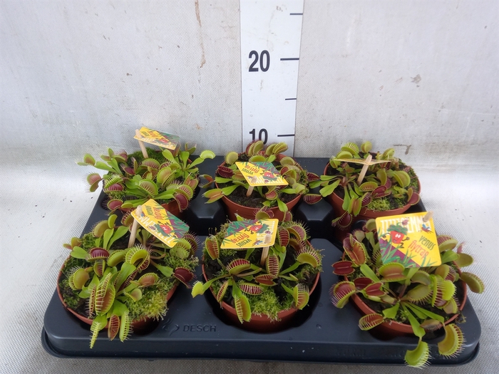 <h4>Dionaea muscipula</h4>