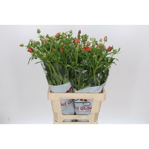 Ran Butterfly Minoan