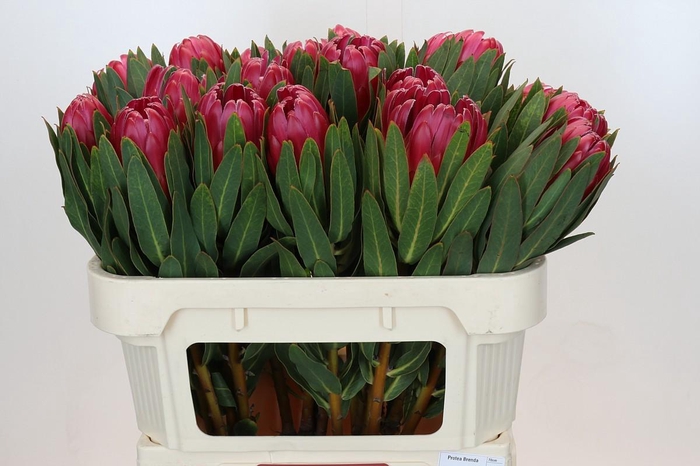 Protea Brenda