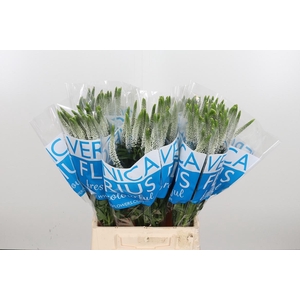 Veron Smart Luna Wit