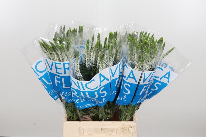 <h4>Veron Smart Luna Wit</h4>