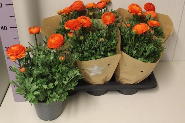 arr8 Ranun Sprink Orange