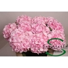 Hydrangea verena