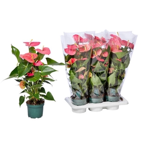 Anthurium Andreanum Colorado 17Ø 80cm 5fl