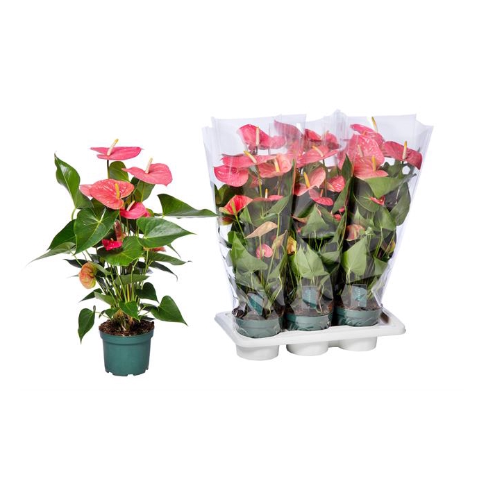 <h4>Anthurium Andreanum Colorado 17Ø 80cm 6fl</h4>