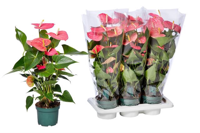 Anthurium Andreanum Colorado 17Ø 80cm 5fl