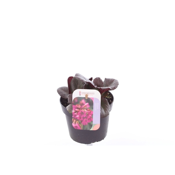 <h4>Bergenia shoeshine rose</h4>