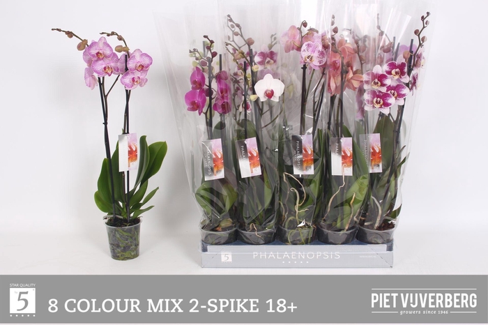 <h4>PHAL GEM 8 KL</h4>