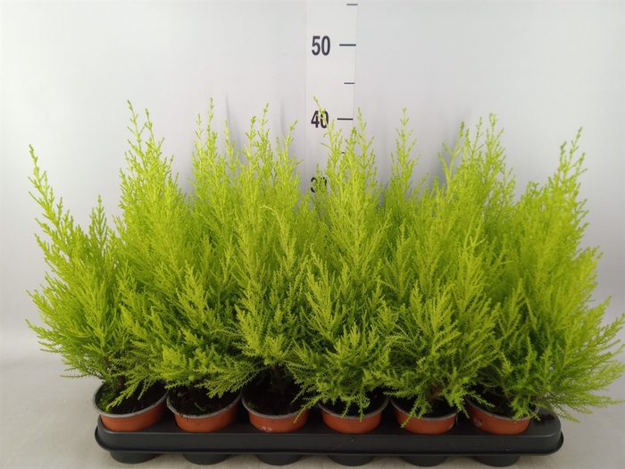 <h4>Cupressus macro. 'Goldcrest Wilma'</h4>