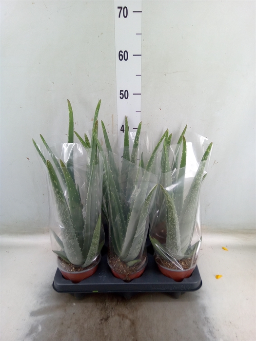 <h4>Aloe vera</h4>