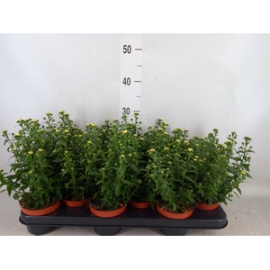 Aster n-b 'Starletta White'