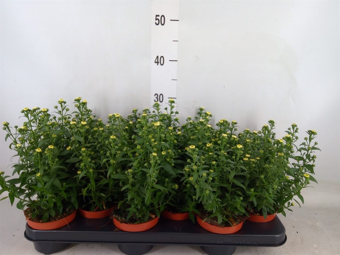 <h4>Aster n-b 'Starletta White'</h4>