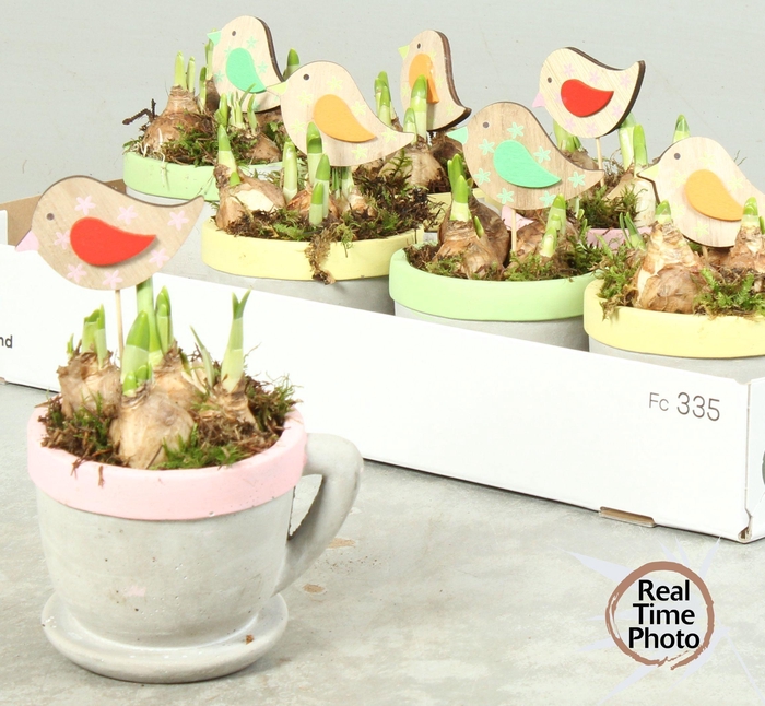 <h4>ARR NARCISSUS</h4>