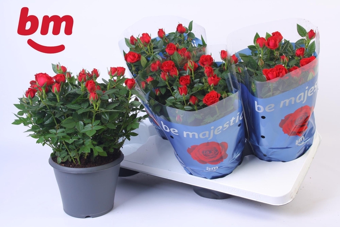 <h4>Rosa Jewel Patio Hot 17cm</h4>