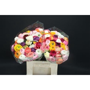 Cloni X Gemengd X100