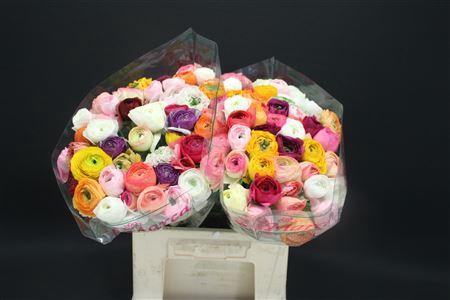 <h4>Cloni X Gemengd X100</h4>