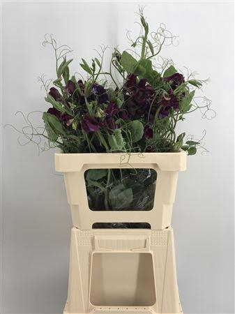 Lathyr Purple Ramo Viola Scuro