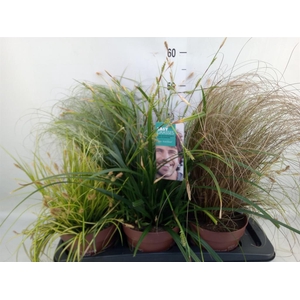 Carex   ...mix